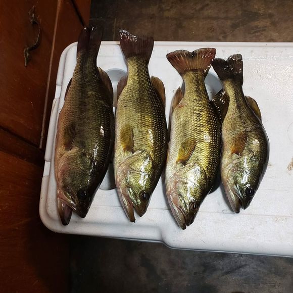 Meet your Posher, Paul - Picture 1 of 1